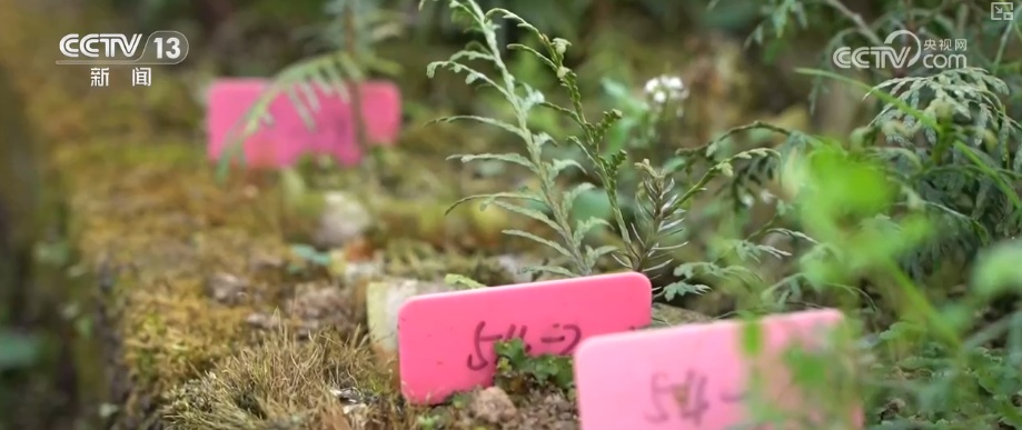 既当生态“修补匠”又当经济“惠民树” 科技赋能让生态护林“如虎添翼”