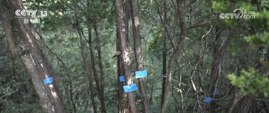 既当生态“修补匠”又当经济“惠民树” 科技赋能让生态护林“如虎添翼”