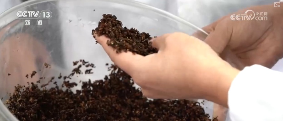 既当生态“修补匠”又当经济“惠民树” 科技赋能让生态护林“如虎添翼”