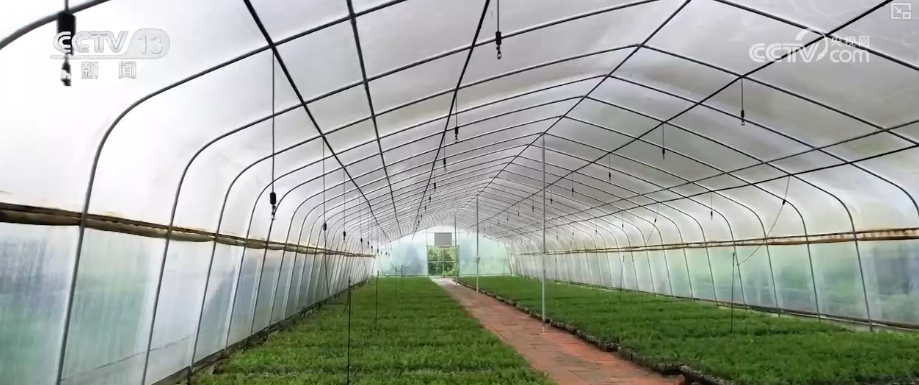 既当生态“修补匠”又当经济“惠民树” 科技赋能让生态护林“如虎添翼”