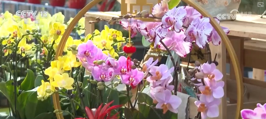 打开赏花地图看繁花美景聚人气、多元场景带旺消费 打开赏花地图看繁花美景聚人气、多元场景带旺消费