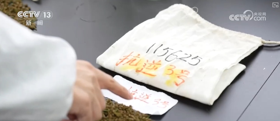 既当生态“修补匠”又当经济“惠民树” 科技赋能让生态护林“如虎添翼”