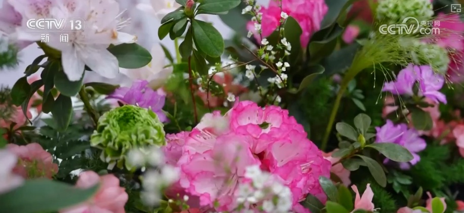 打开赏花地图看繁花美景聚人气、多元场景带旺消费 打开赏花地图看繁花美景聚人气、多元场景带旺消费