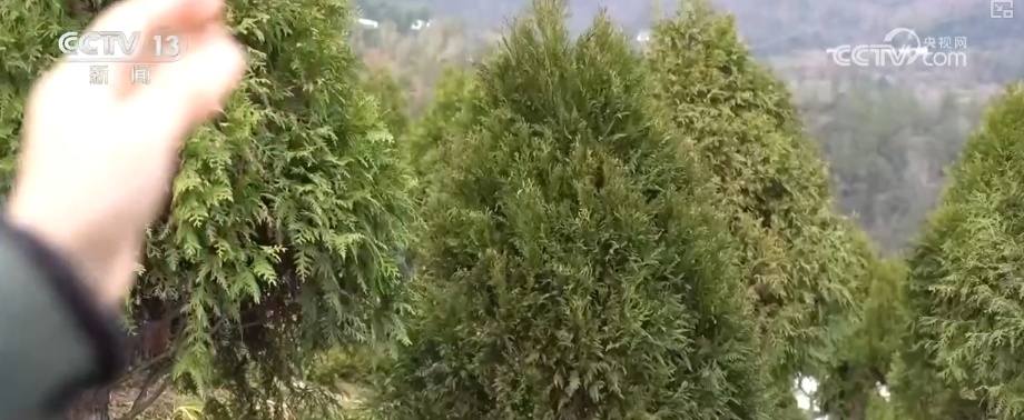 既当生态“修补匠”又当经济“惠民树” 科技赋能让生态护林“如虎添翼”