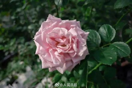 娇龙月季将赠予新疆昭苏