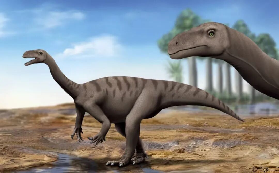 云南恐龙几岁了?云南大学团队首次提供精准年龄 云南恐龙几岁了?云南大学团队首次提供精准年龄