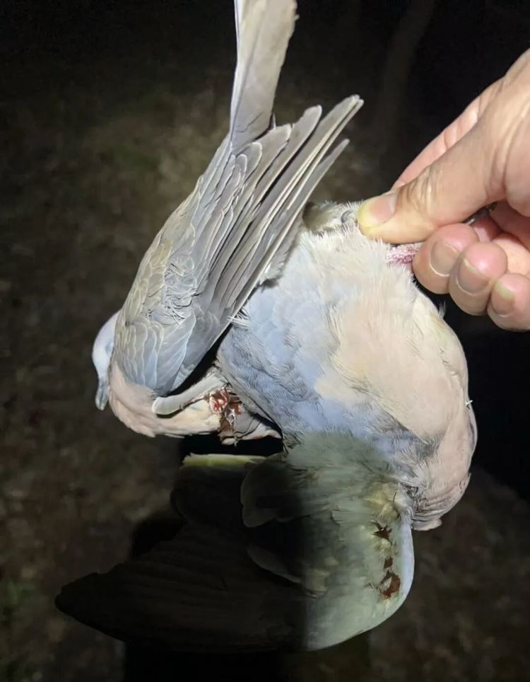 一网打尽！宁波市江北警方破获一起非法狩猎案