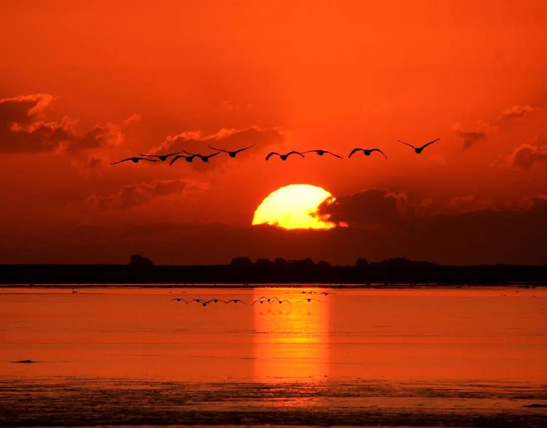 1600多只大天鹅,每天“通勤往返”数十公里,为了啥? 1600多只大天鹅,每天“通勤往返”数十公里,为了啥?