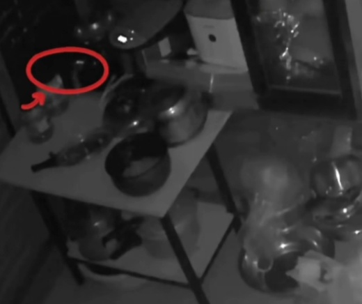 女子家里莫名起火竟是老鼠干的，当事人：碰到电磁炉开关致盆里猪油起火