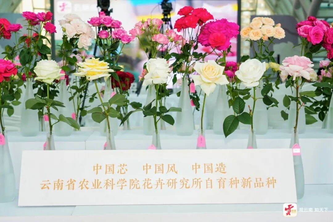 中国芯、中国风、中国造！120种云南自主培育新品种月季美丽绽放