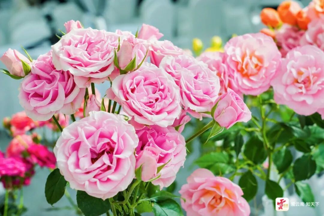 中国芯、中国风、中国造！120种云南自主培育新品种月季美丽绽放