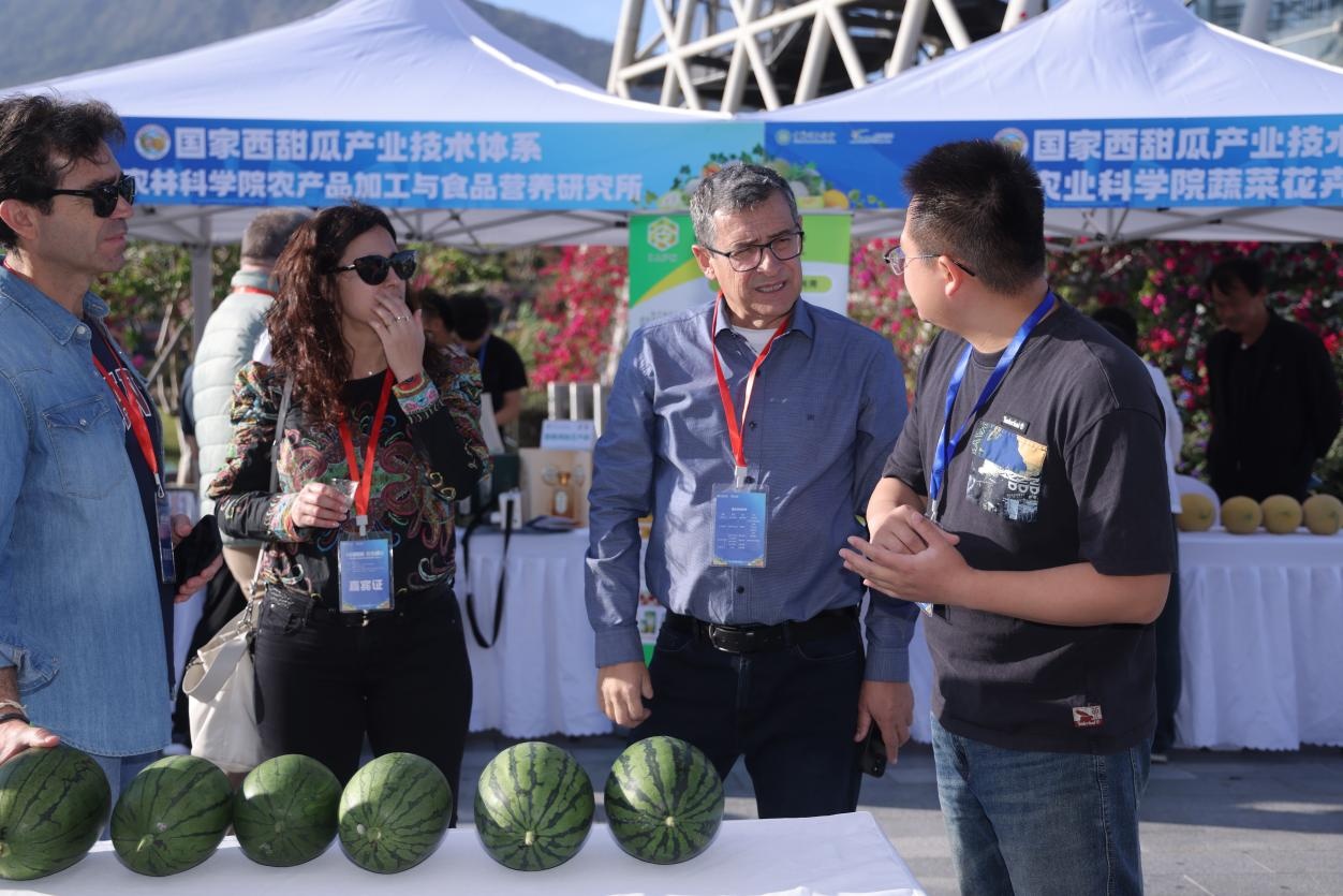 80余种西甜瓜优质品种集中亮相三亚 80余种西甜瓜优质品种集中亮相三亚