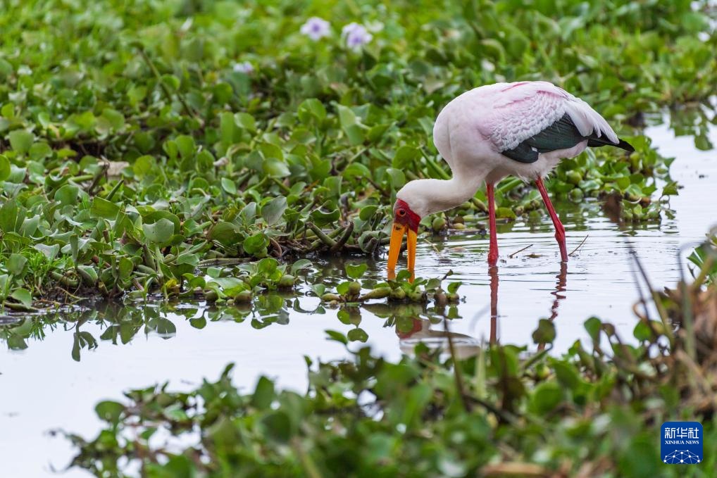 世界湿地日:肯尼亚湿地铺展生态画卷 世界湿地日:肯尼亚湿地铺展生态画卷