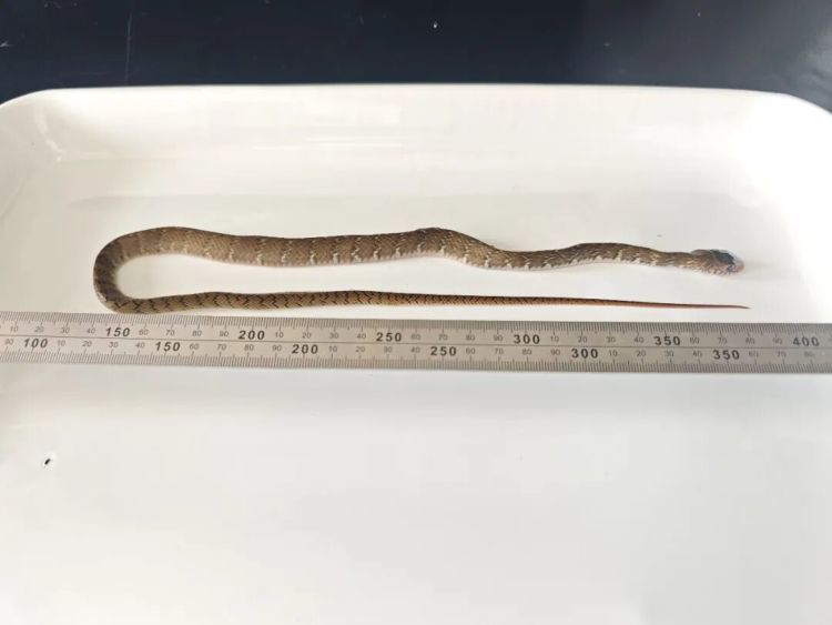 濒危野生动植物种！台州海关首次截获滑鼠蛇