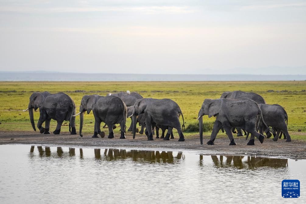 世界湿地日:肯尼亚湿地铺展生态画卷 世界湿地日:肯尼亚湿地铺展生态画卷