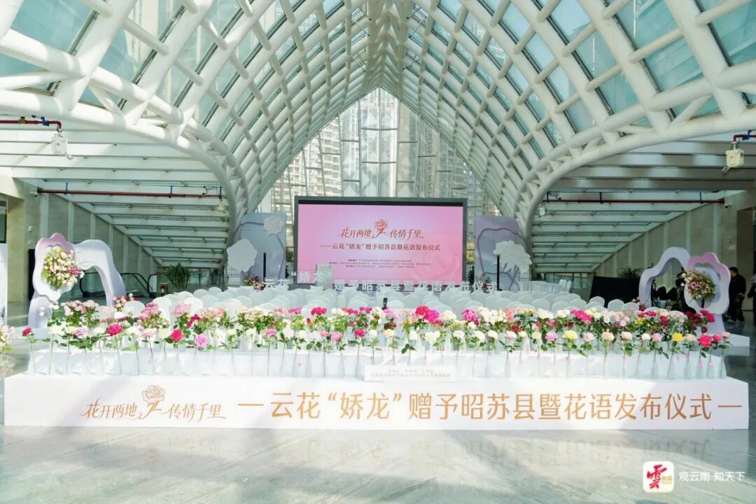 中国芯、中国风、中国造！120种云南自主培育新品种月季美丽绽放