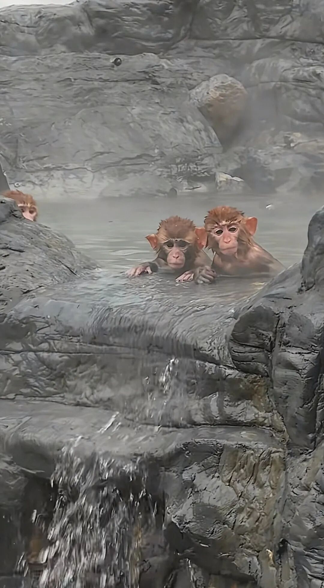 河南云台山景区猕猴泡温泉养生，游客偶遇感叹“进化得刚刚好”