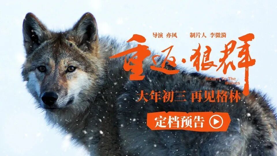 电影《重返·狼群》官宣春节重映