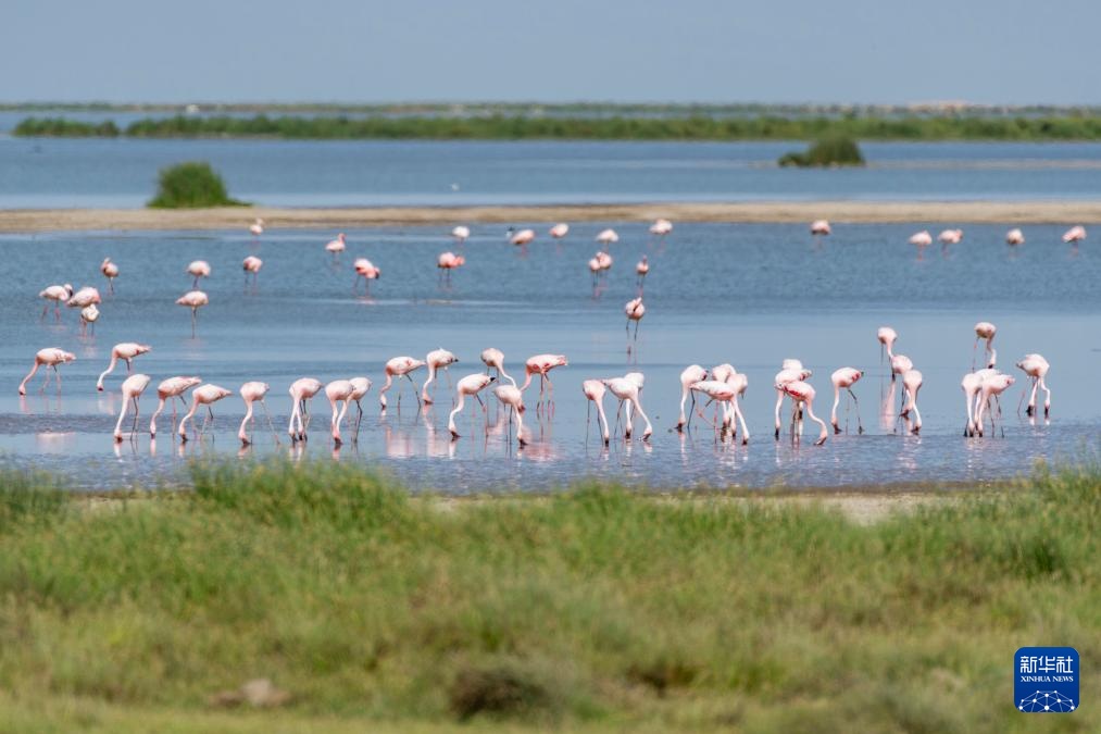 世界湿地日:肯尼亚湿地铺展生态画卷 世界湿地日:肯尼亚湿地铺展生态画卷