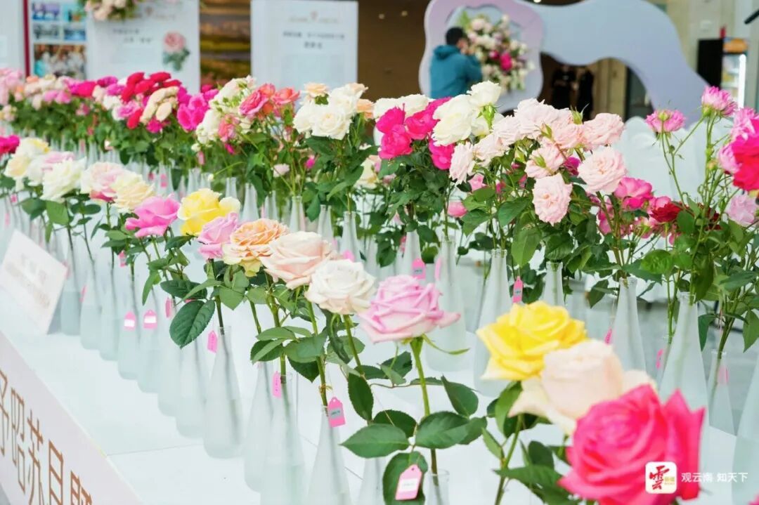 中国芯、中国风、中国造！120种云南自主培育新品种月季美丽绽放
