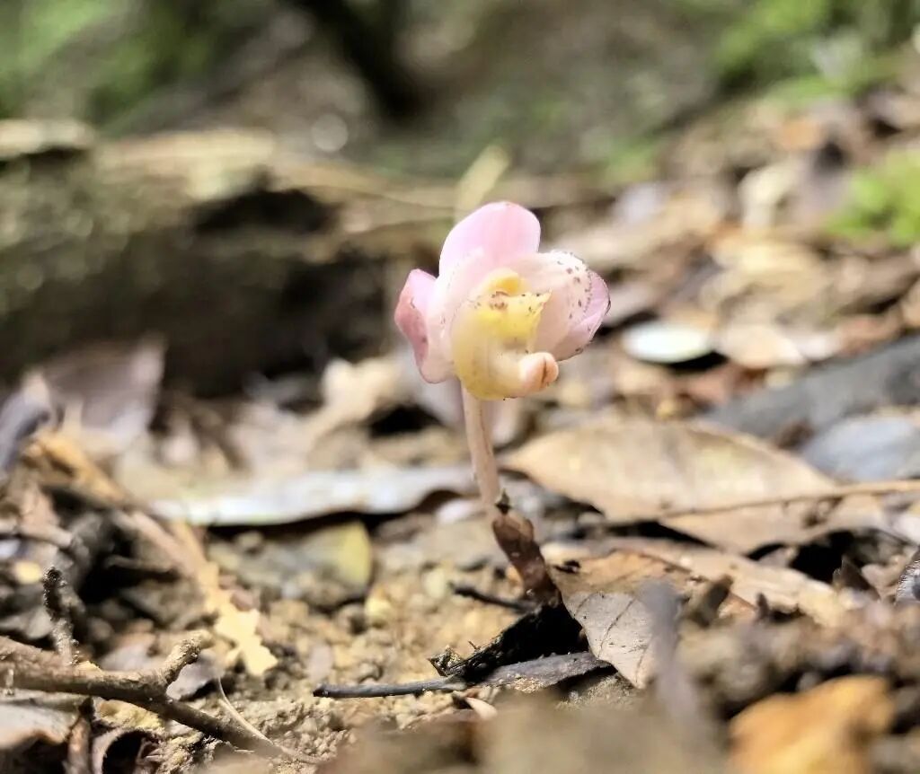 武夷山国家公园江西片区发现27个兰科新纪录种