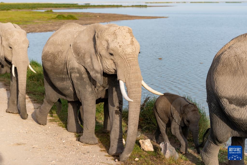 世界湿地日:肯尼亚湿地铺展生态画卷 世界湿地日:肯尼亚湿地铺展生态画卷