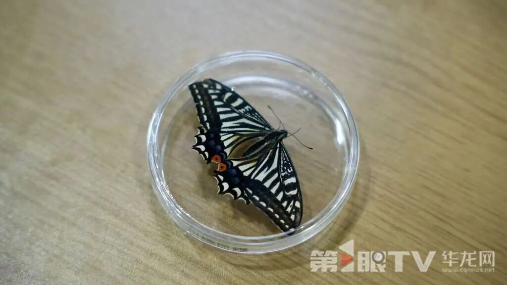 真·“蝴蝶效应”！重庆科研团队让蝴蝶在太空飞翔