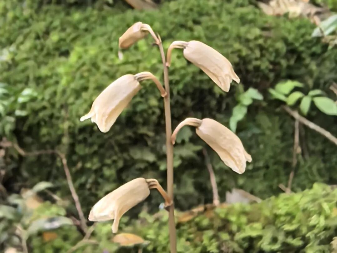 武夷山国家公园江西片区发现27个兰科新纪录种