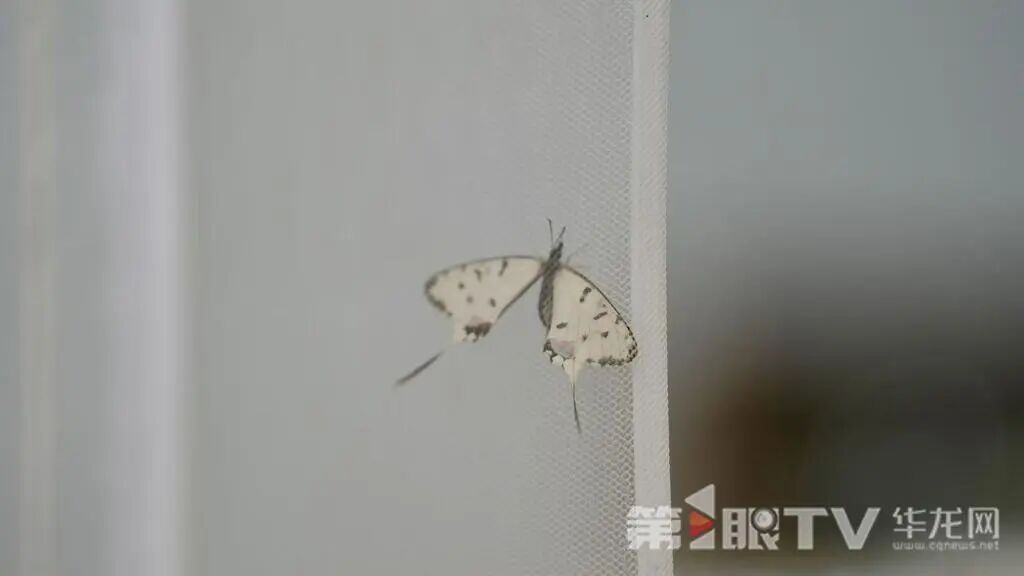 真·“蝴蝶效应”！重庆科研团队让蝴蝶在太空飞翔