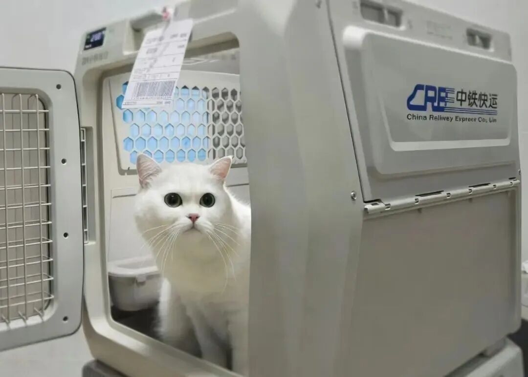 收藏！110个宠物托运车站全名单