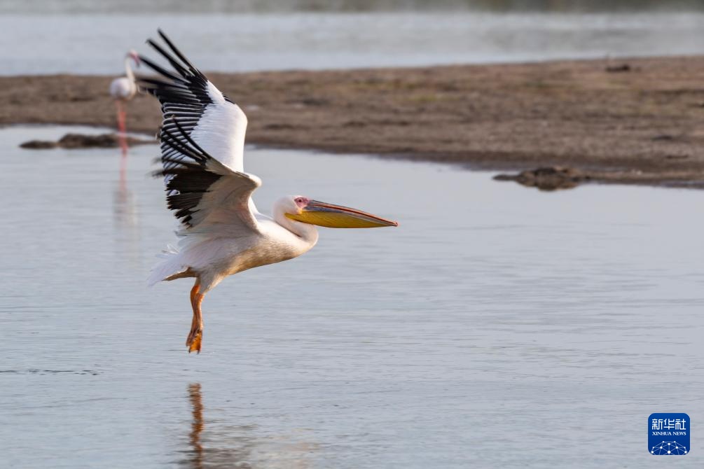 世界湿地日:肯尼亚湿地铺展生态画卷 世界湿地日:肯尼亚湿地铺展生态画卷