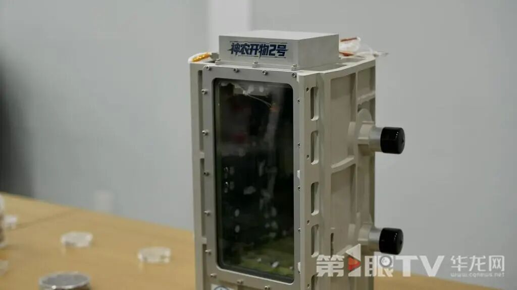 真·“蝴蝶效应”！重庆科研团队让蝴蝶在太空飞翔