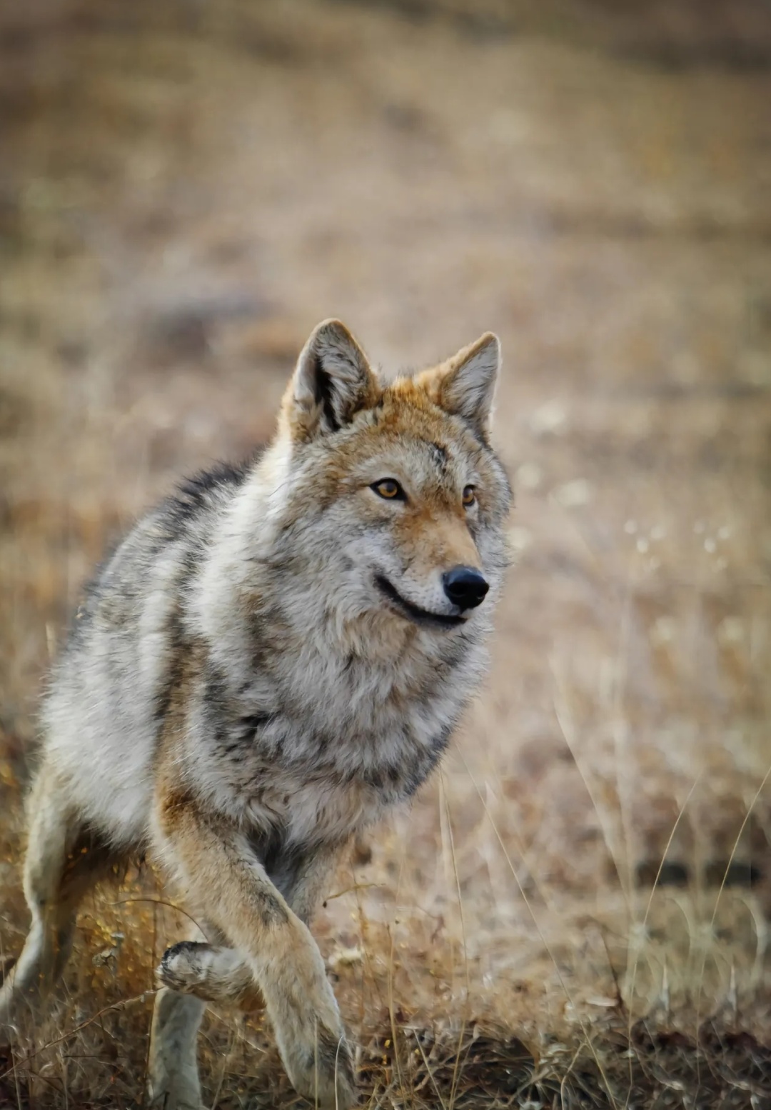 电影《重返·狼群》官宣春节重映