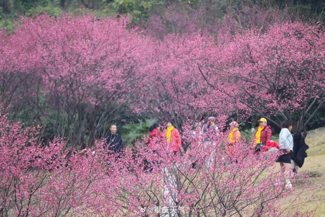 大回暖！最高16℃！重庆“春天体验卡”续费成功