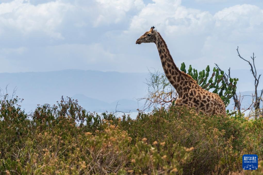世界湿地日:肯尼亚湿地铺展生态画卷 世界湿地日:肯尼亚湿地铺展生态画卷