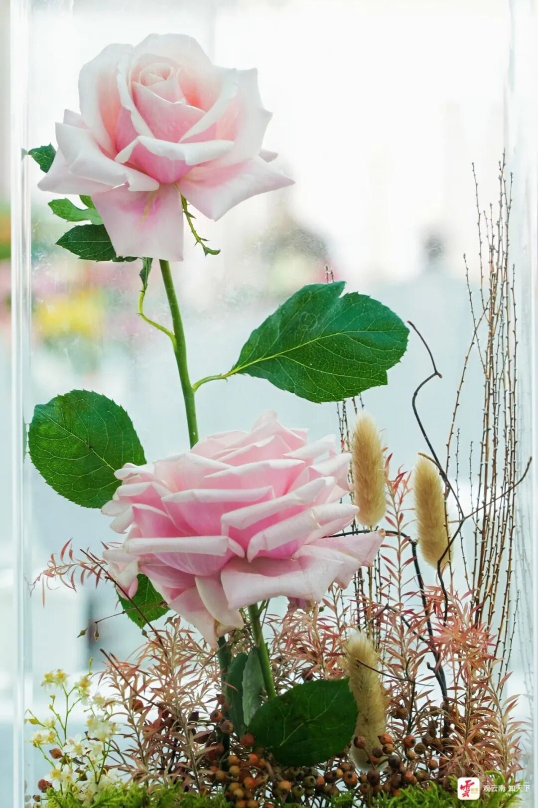 中国芯、中国风、中国造！120种云南自主培育新品种月季美丽绽放