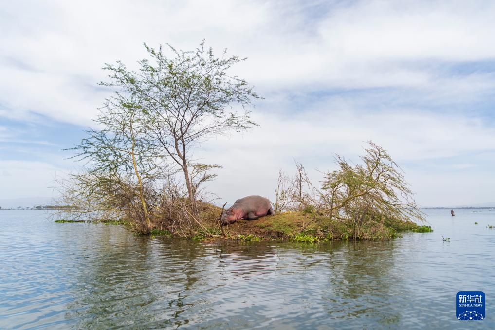世界湿地日:肯尼亚湿地铺展生态画卷 世界湿地日:肯尼亚湿地铺展生态画卷