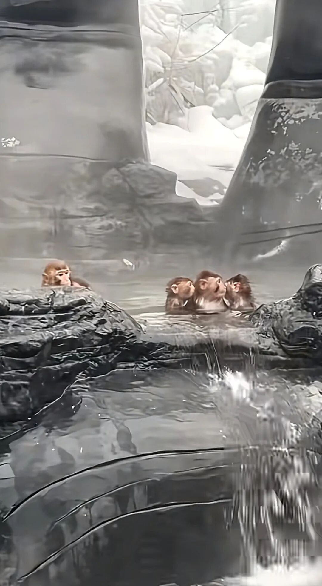 河南云台山景区猕猴泡温泉养生，游客偶遇感叹“进化得刚刚好”