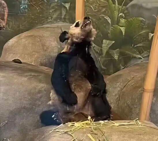 “丫丫”回国2年后已经美到认不出来了! “丫丫”回国2年后已经美到认不出来了!