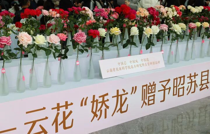 “娇龙”月季,启程赴昭苏! “娇龙”月季,启程赴昭苏!