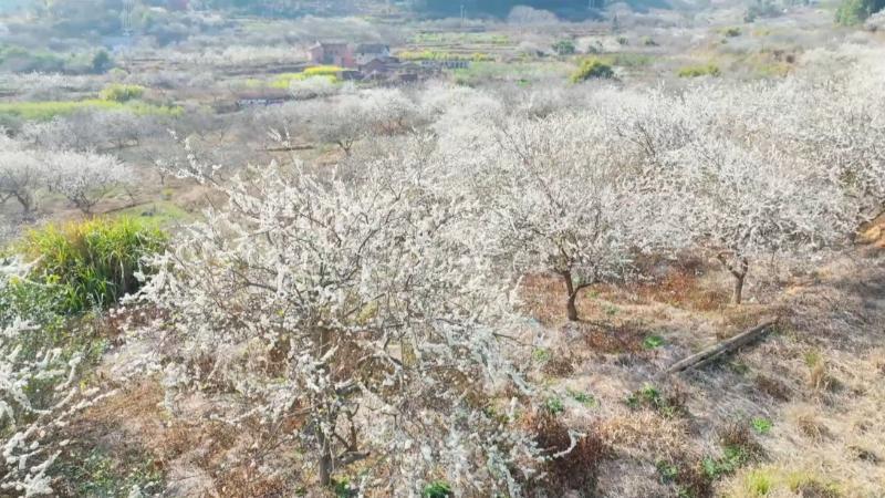 江西赣州：李花梅花盛放 缤纷花海扮靓乡村