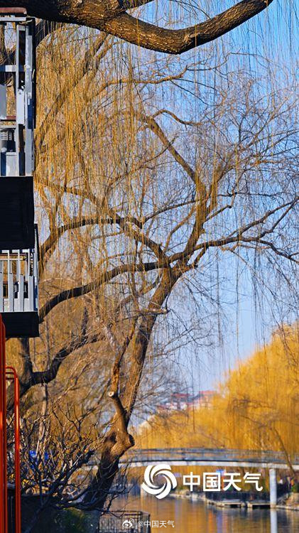 北京柳芽萌动迎立春 北京柳芽萌动迎立春