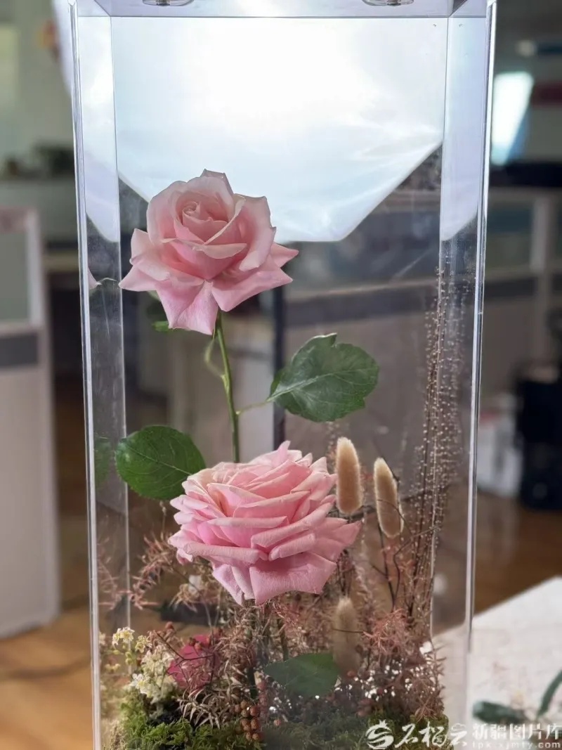 娇龙给了我们又一种爱世界的方式 娇龙给了我们又一种爱世界的方式