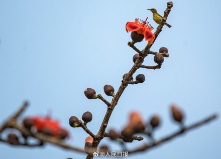 海南的木棉花开了