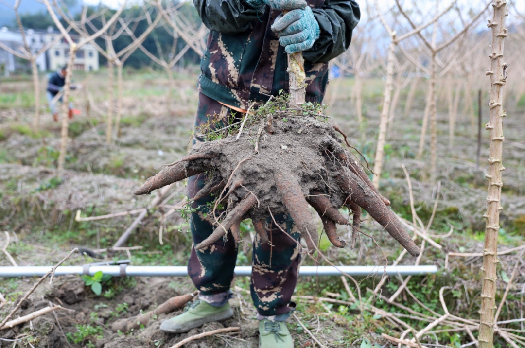 《甄嬛传》里害温宜公主吐奶的“毒物”,咋成了甜品界顶流? 《甄嬛传》里害温宜公主吐奶的“毒物”,咋成了甜品界顶流?