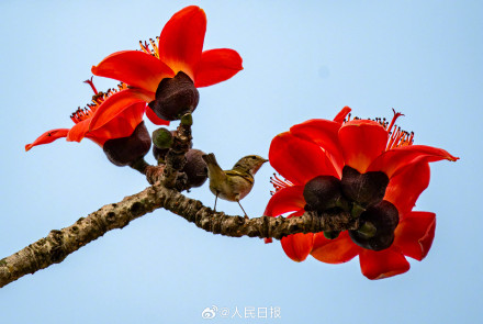 海南的木棉花开了