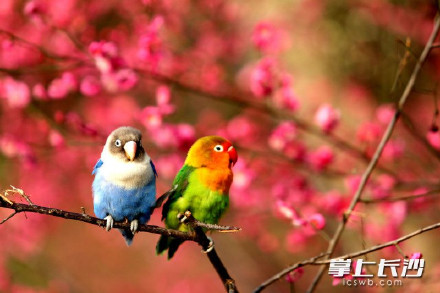 湖南烈士公园梅林偶遇鹦鹉