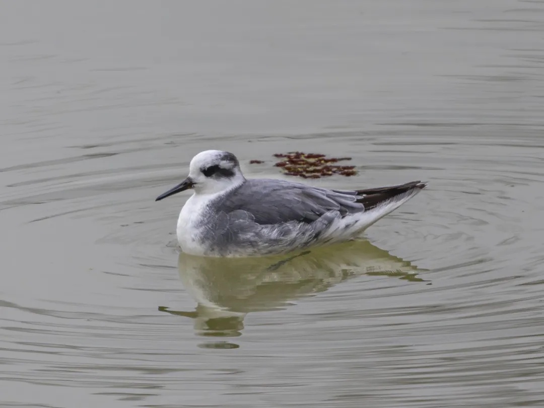 罕见极地候鸟灰瓣蹼鹬现身黄山 罕见极地候鸟灰瓣蹼鹬现身黄山