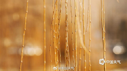 北京柳芽萌动迎立春 北京柳芽萌动迎立春