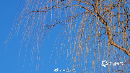 北京柳芽萌动迎立春 北京柳芽萌动迎立春